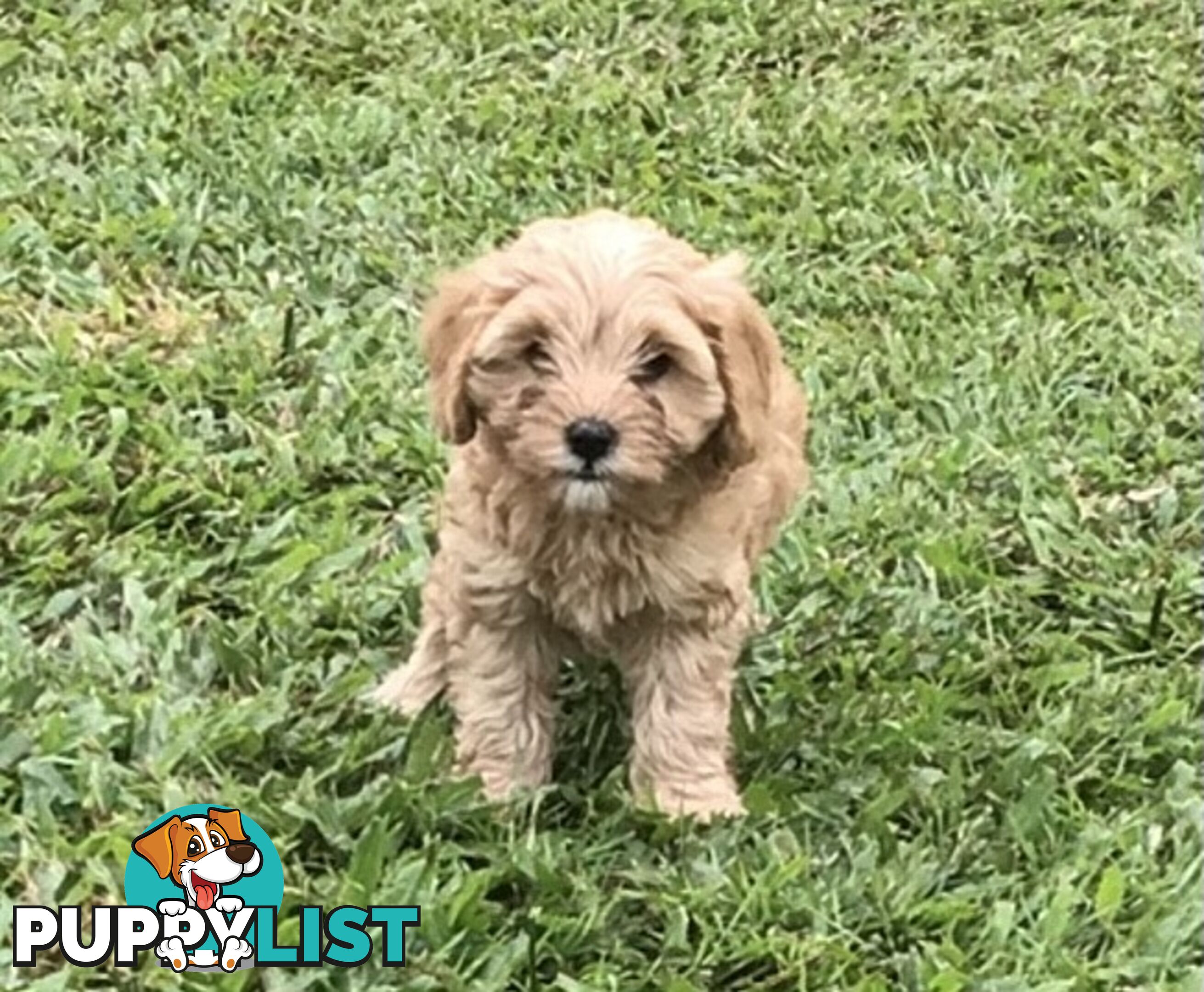 Cavoodle