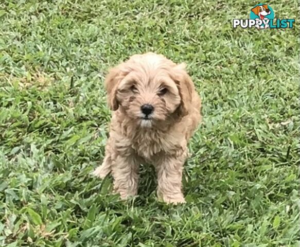 Cavoodle