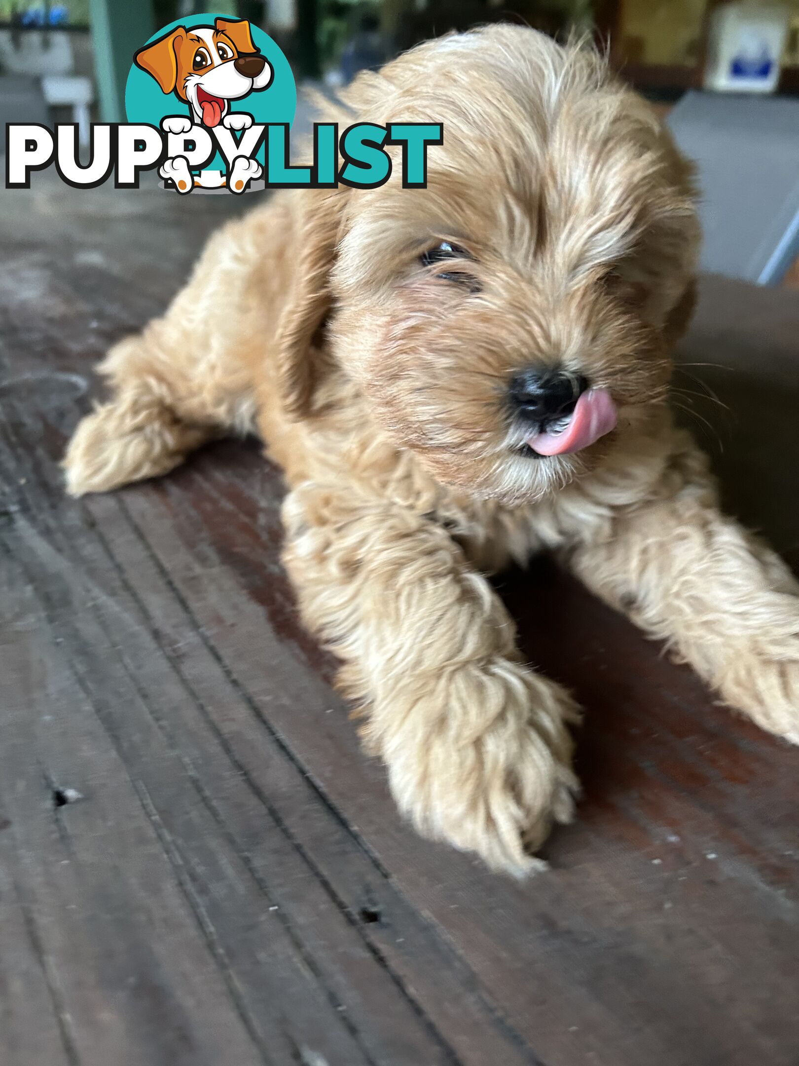 Cavoodle