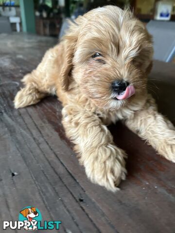 Cavoodle