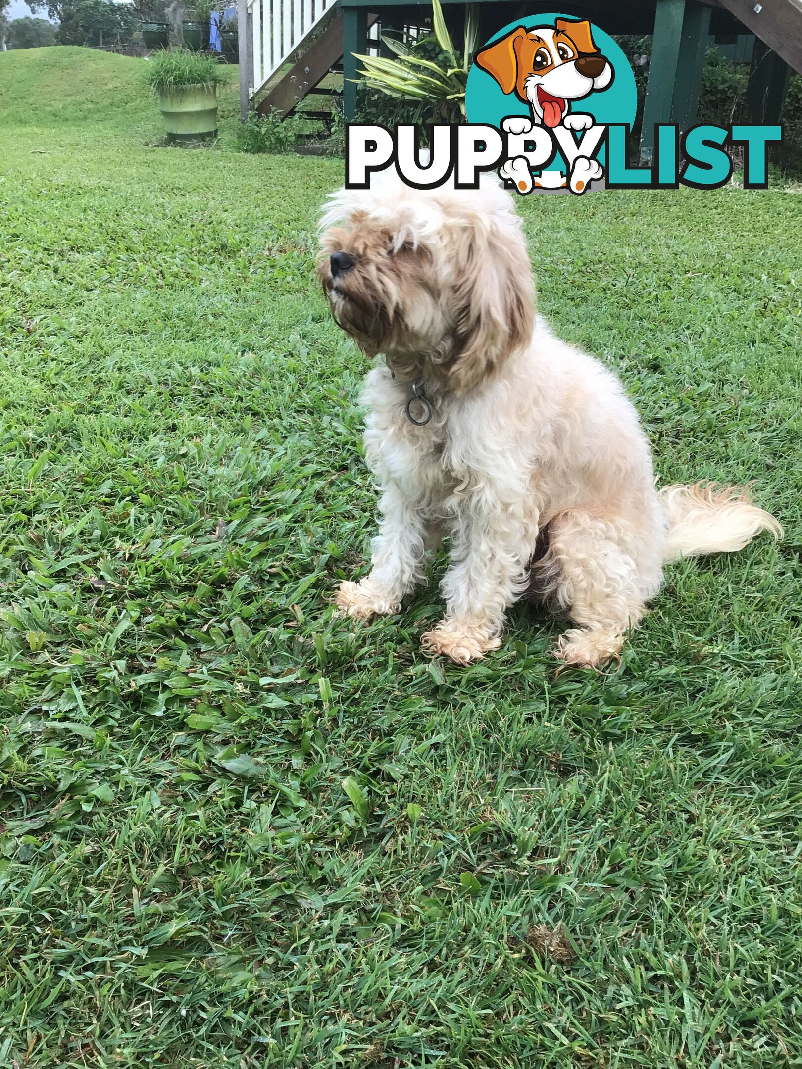 Cavoodle