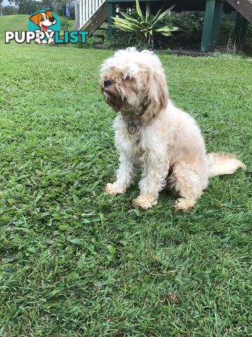 Cavoodle