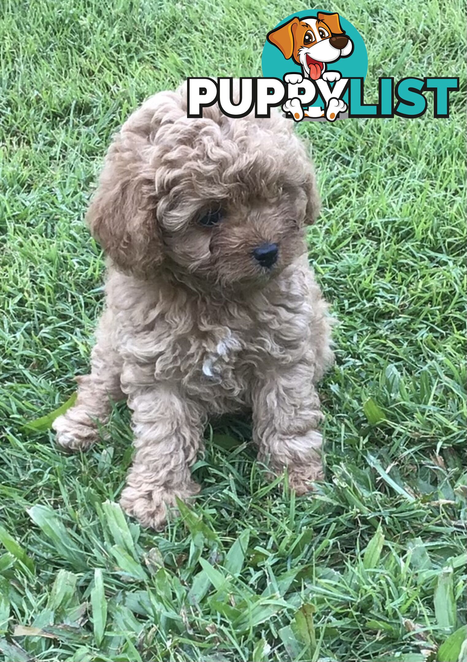 Cavoodle