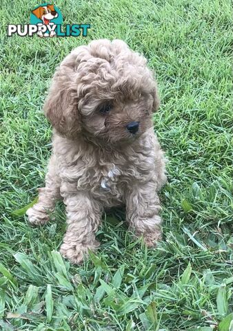 Cavoodle