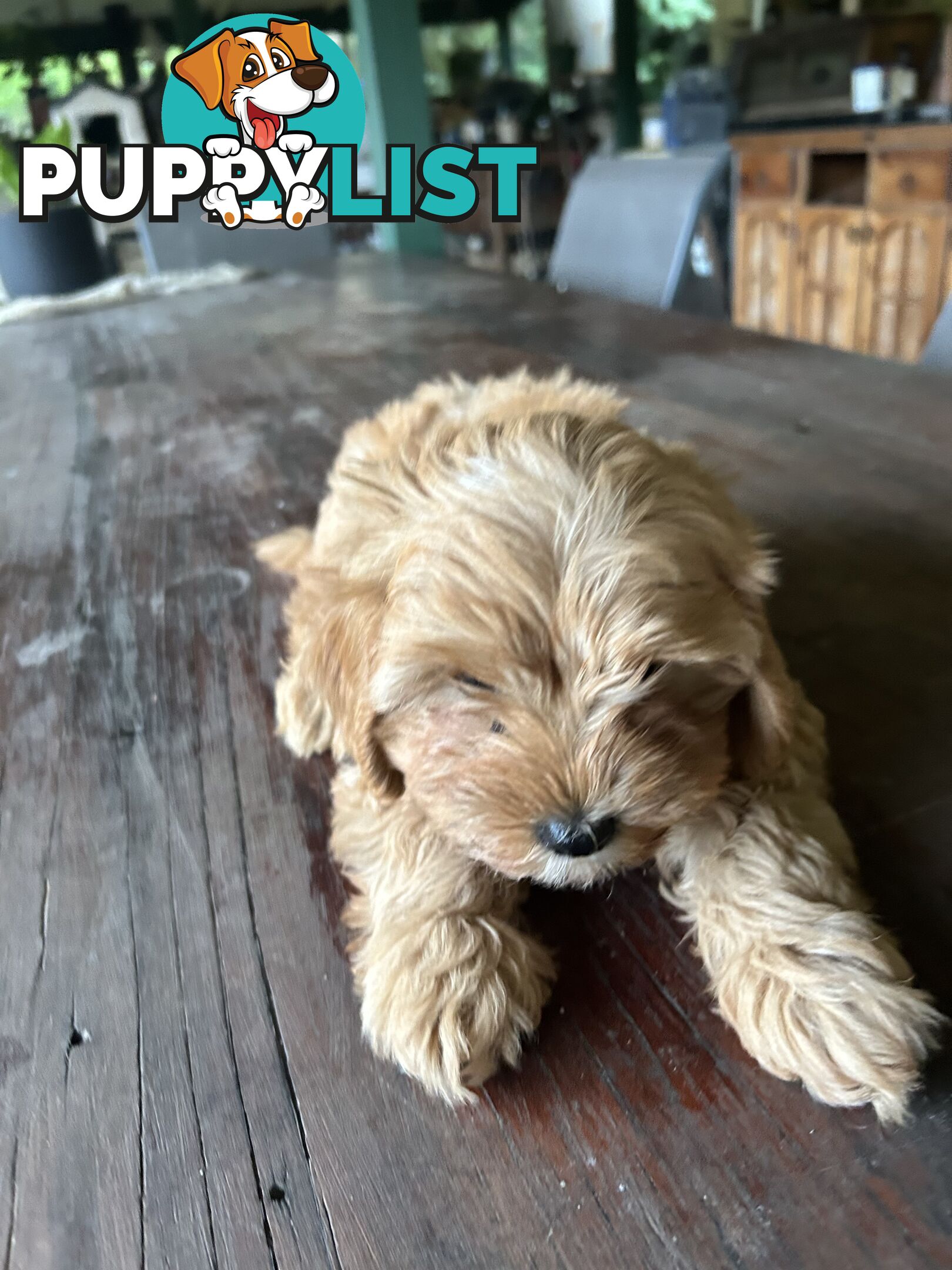 Cavoodle
