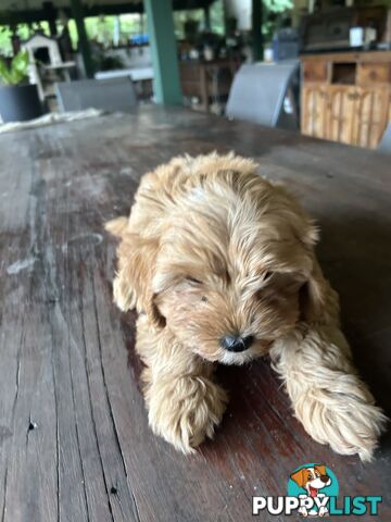 Cavoodle