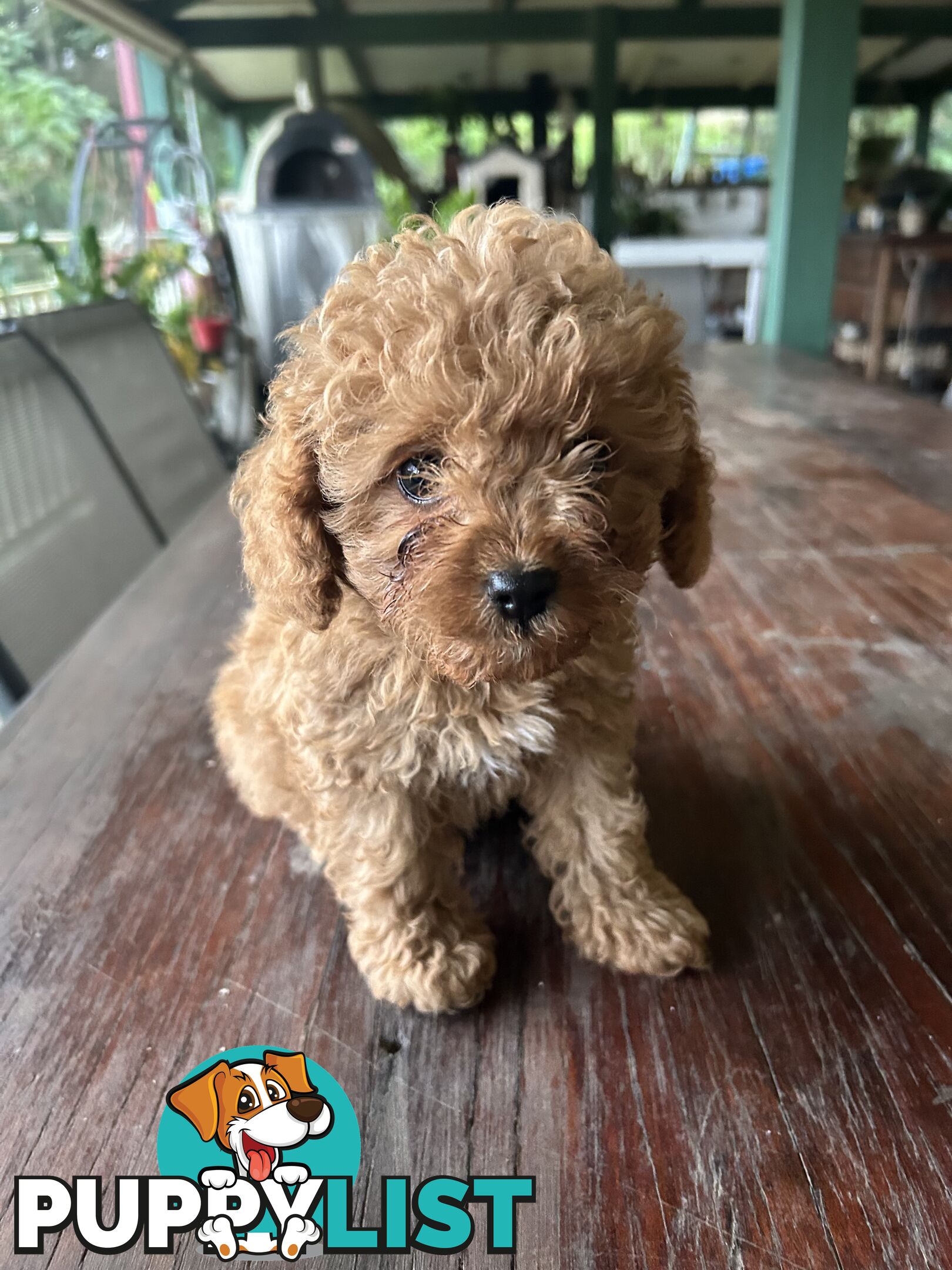 Cavoodle