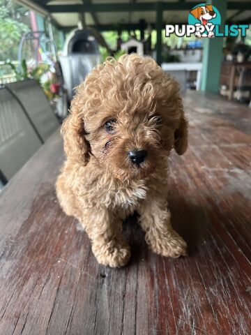 Cavoodle