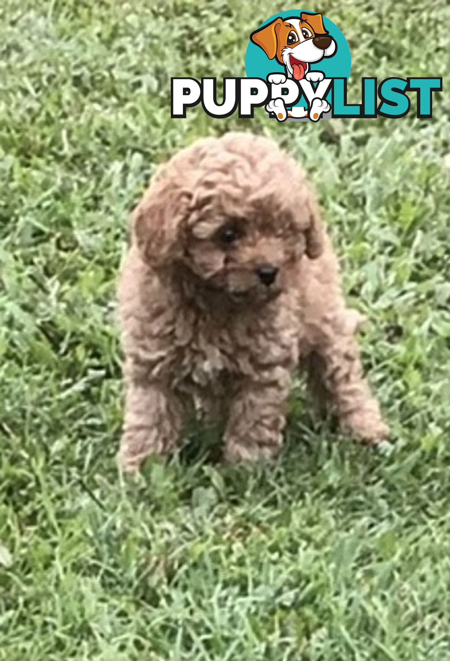 Cavoodle