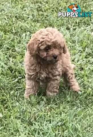 Cavoodle
