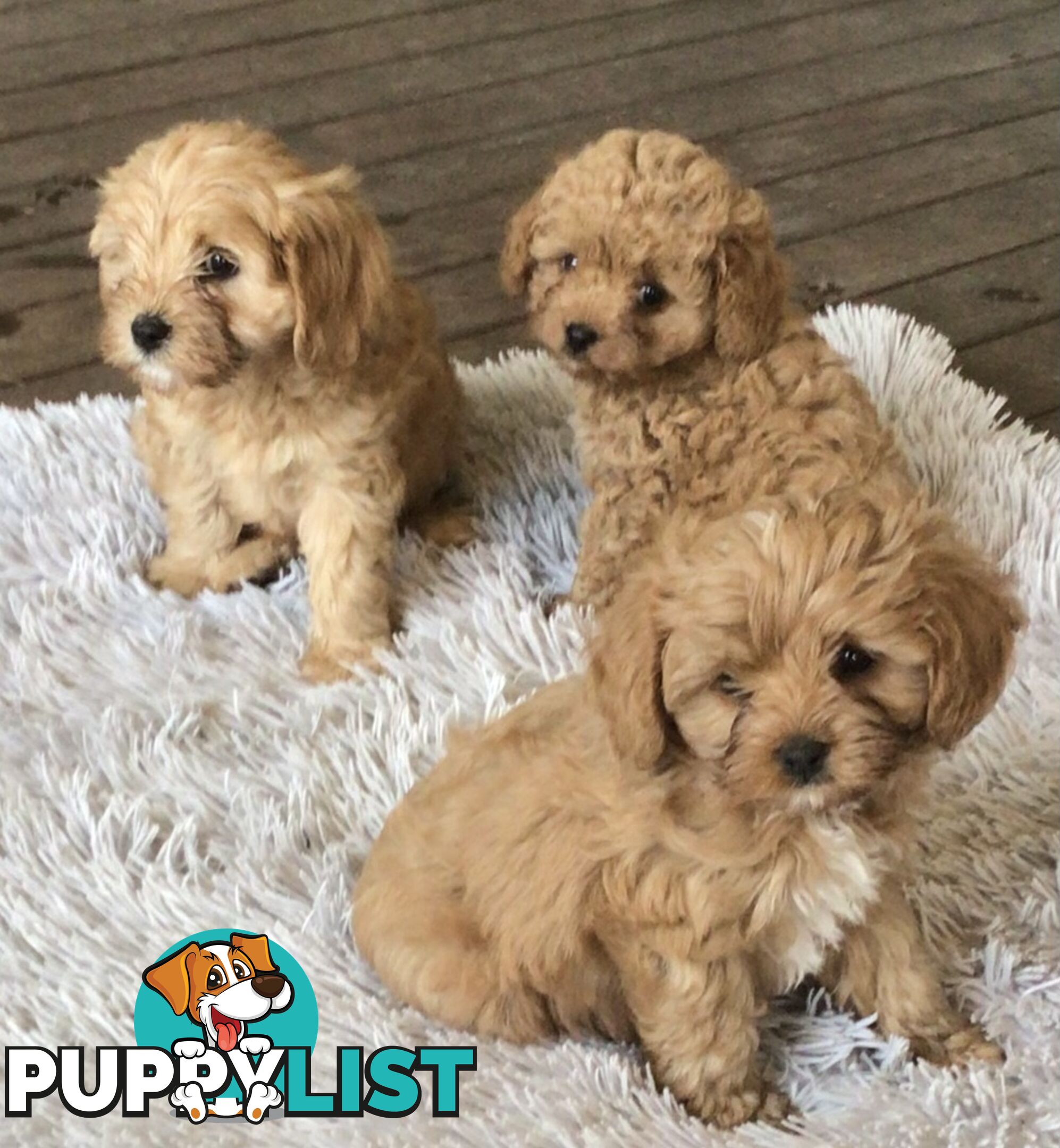 Cavoodle