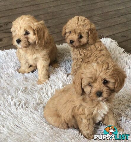 Cavoodle