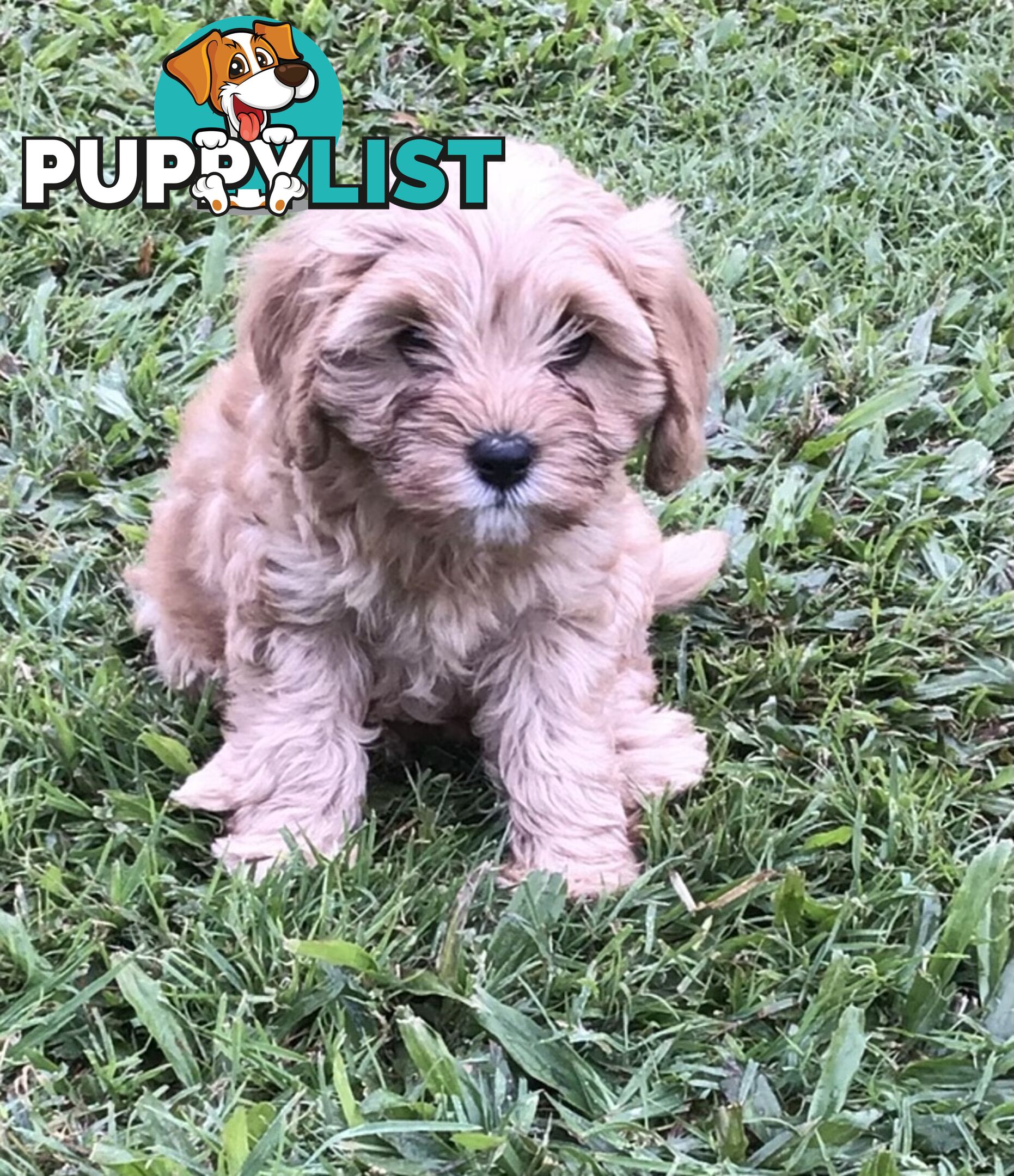 Cavoodle