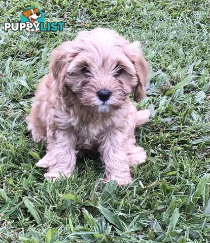 Cavoodle