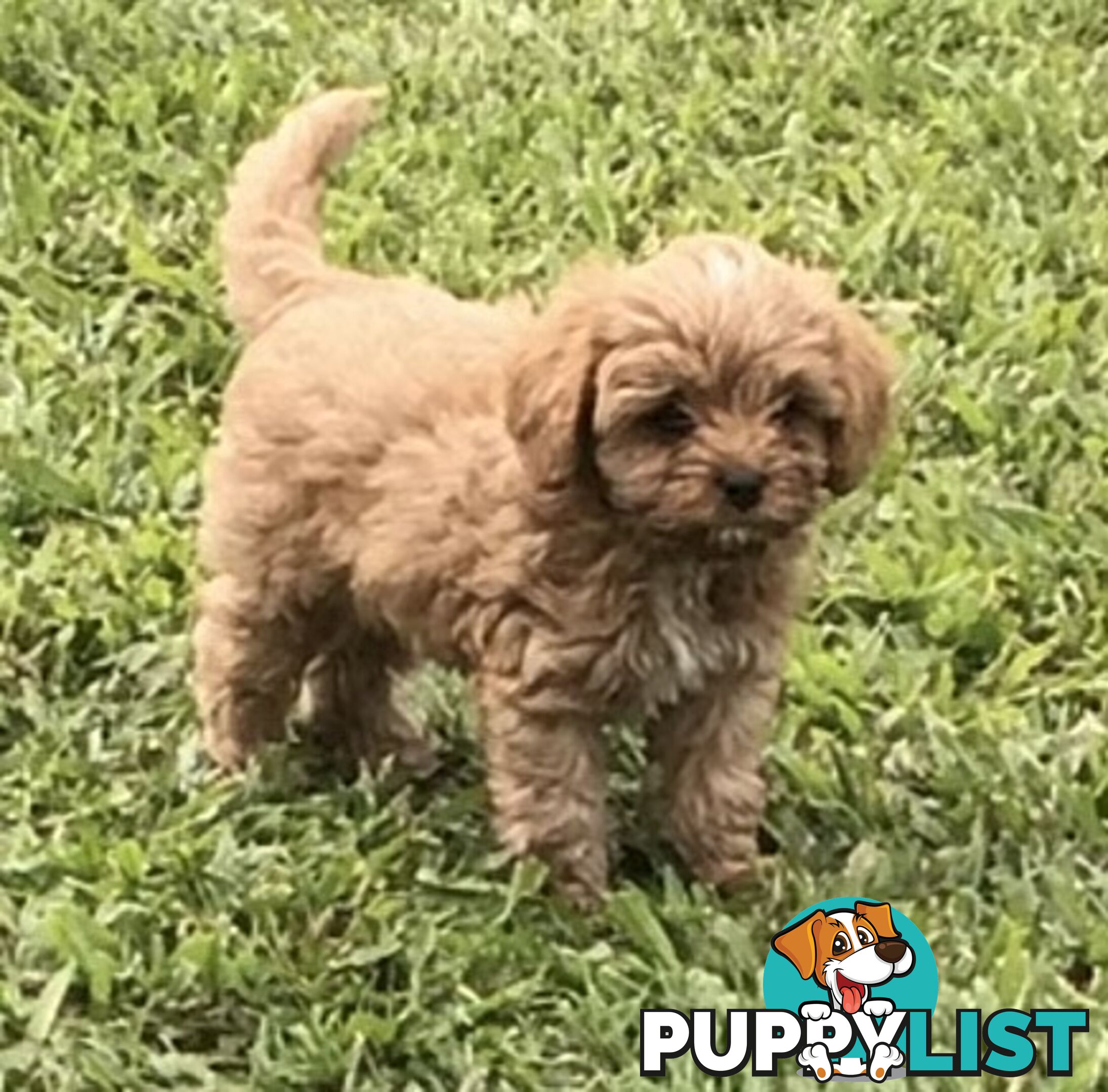 Cavoodle