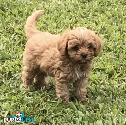 Cavoodle