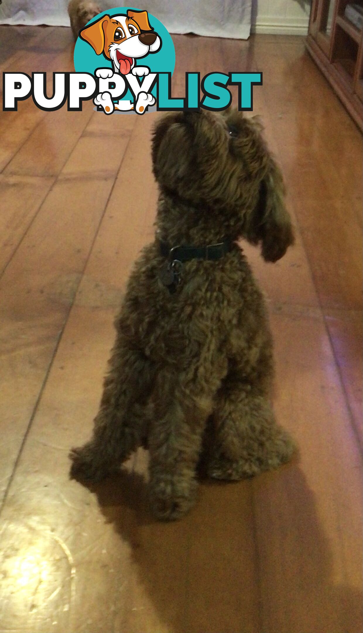 Cavoodle