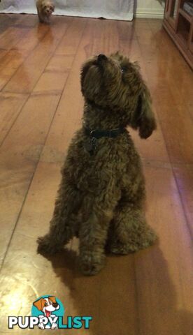 Cavoodle