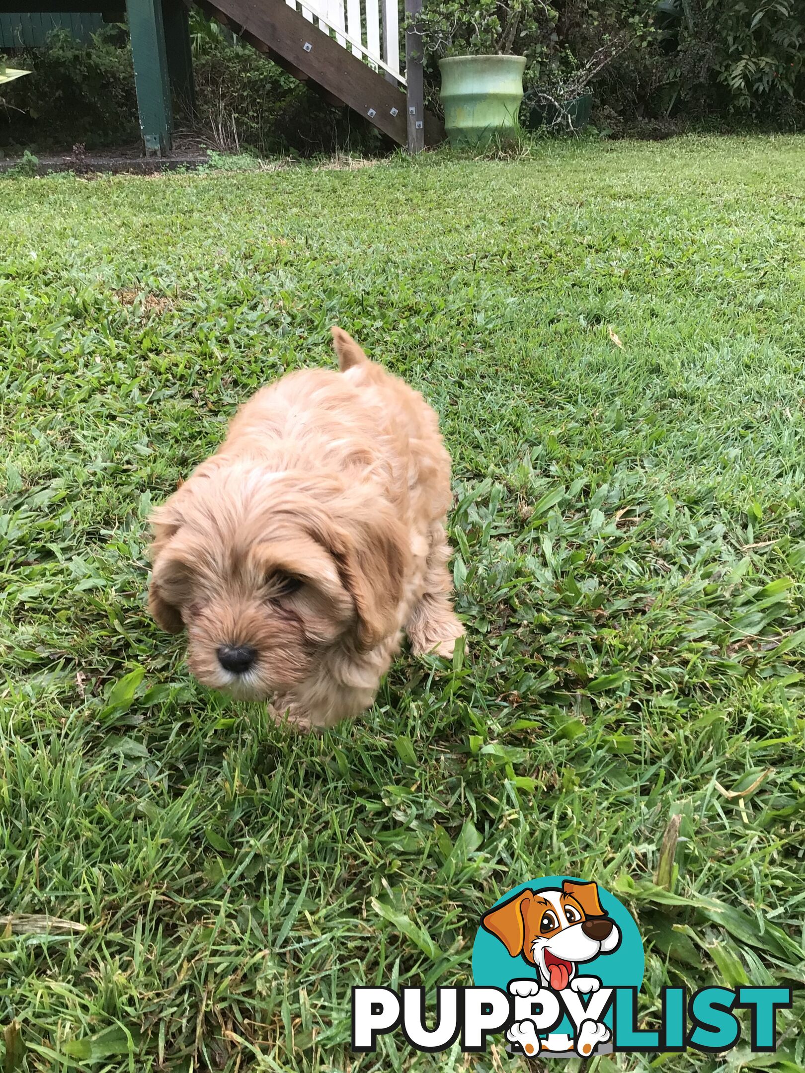 Cavoodle