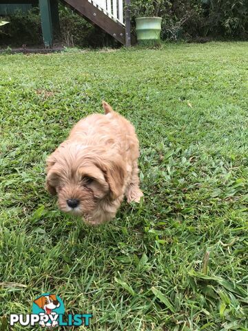 Cavoodle