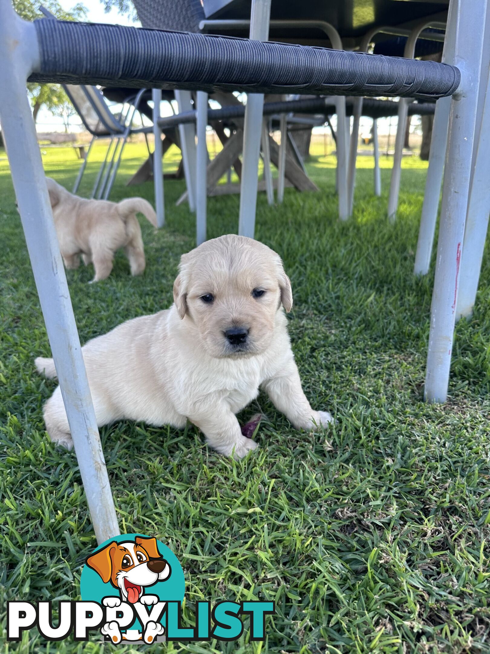 Purebred Golden Retrievers