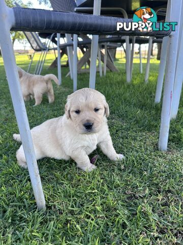 Purebred Golden Retrievers