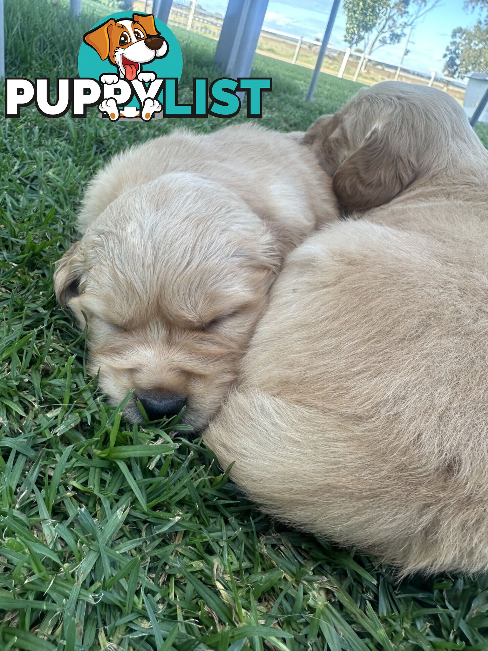 Purebred Golden Retrievers