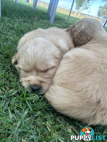 Purebred Golden Retrievers
