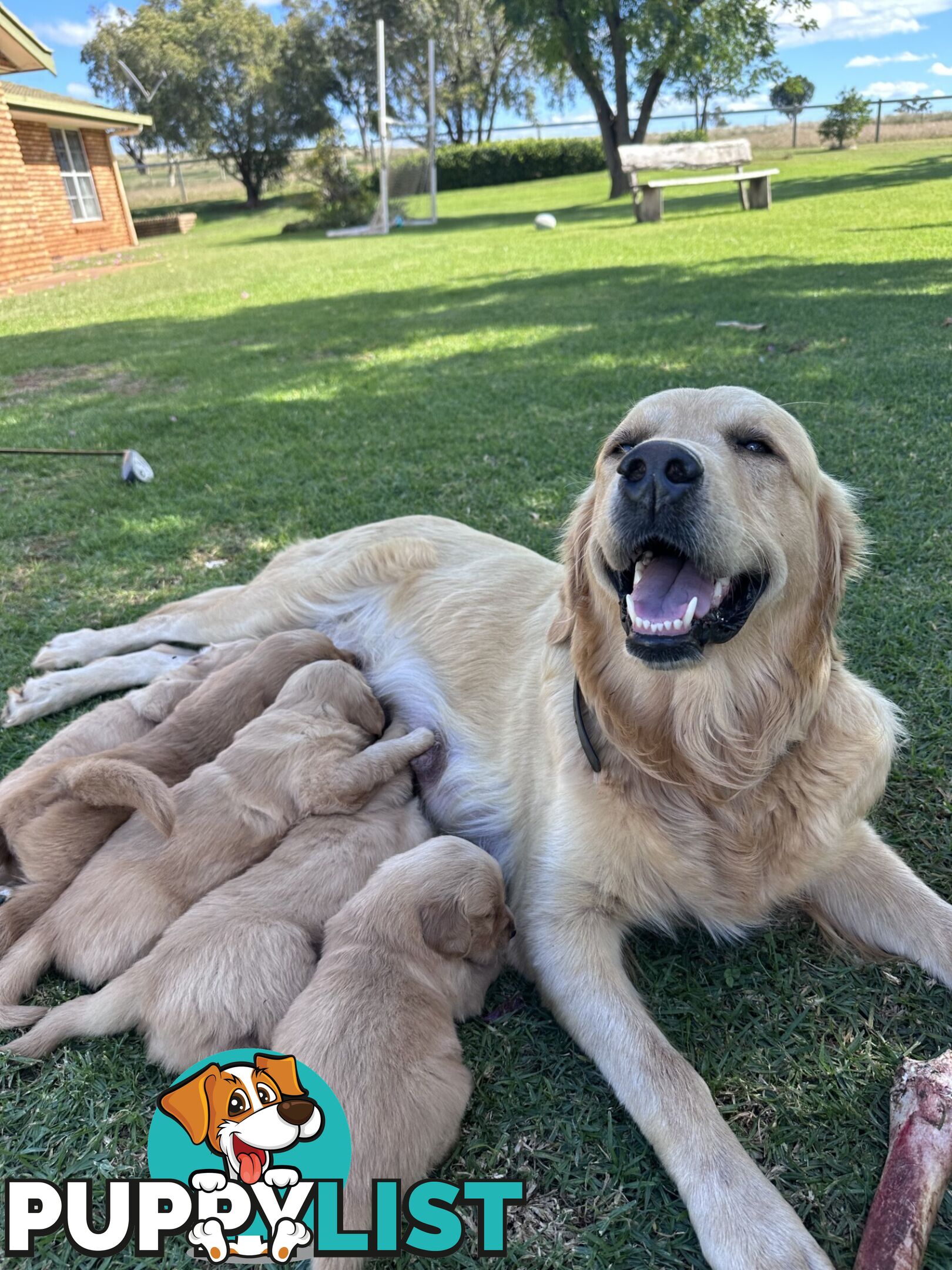 Purebred Golden Retrievers