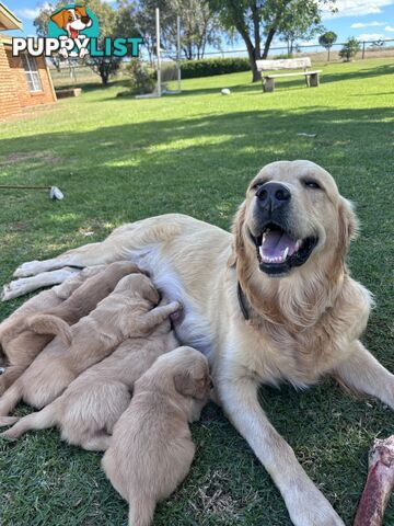 Purebred Golden Retrievers