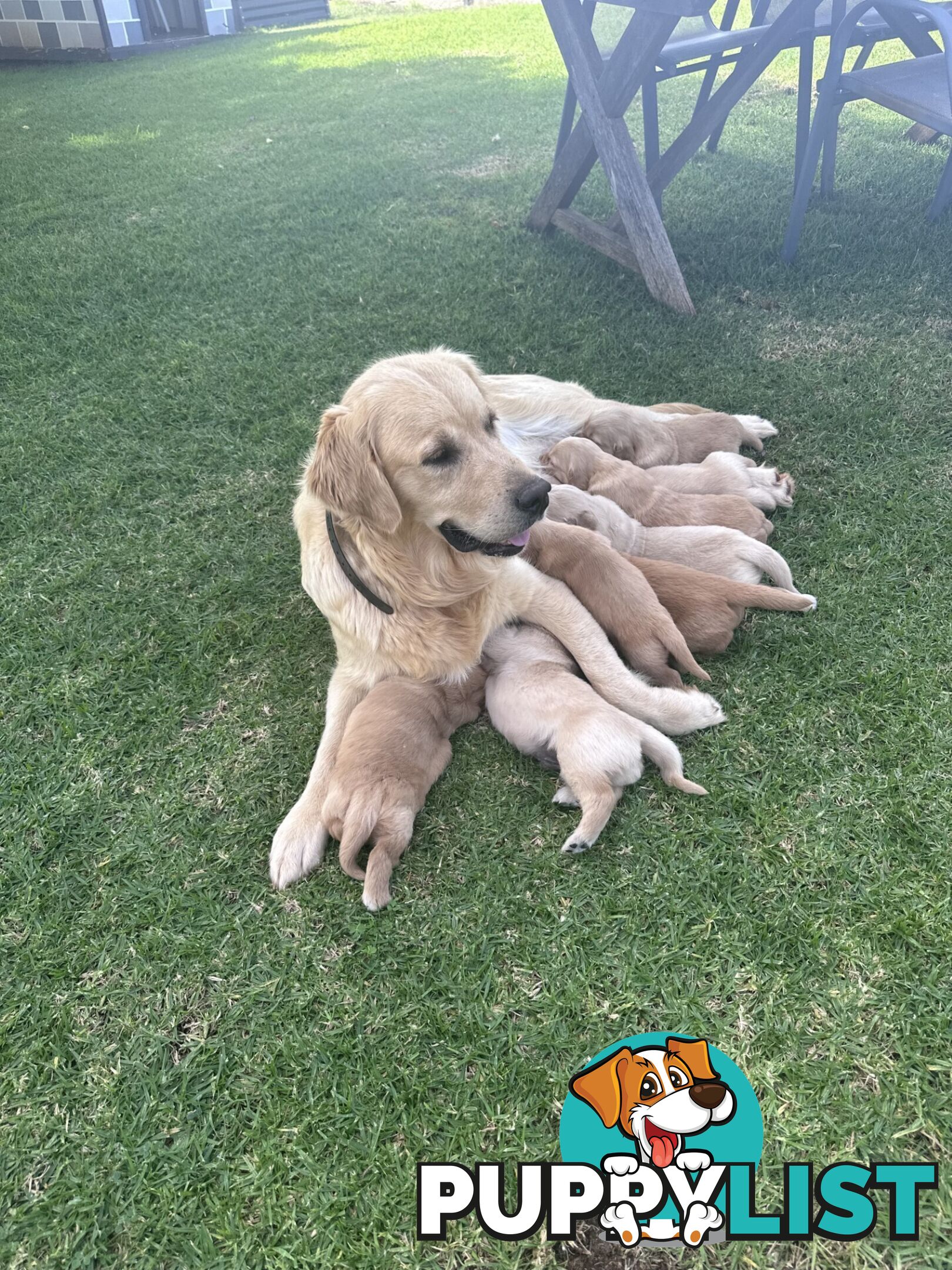 Purebred Golden Retrievers