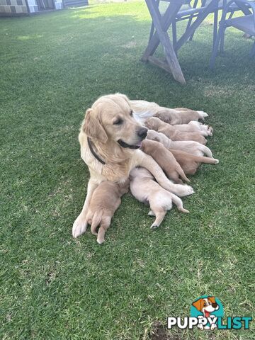Purebred Golden Retrievers