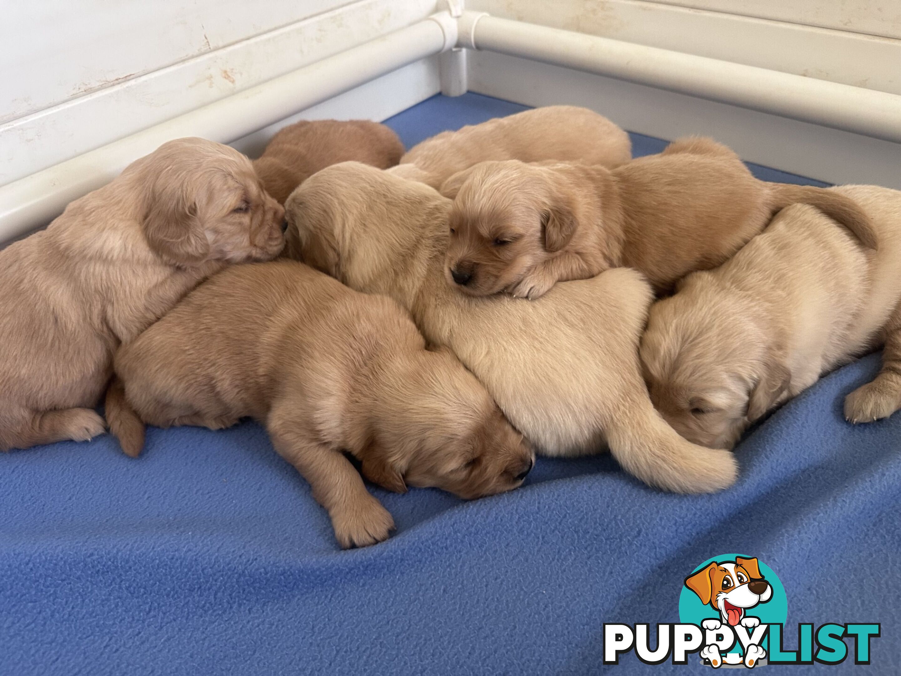 Purebred Golden Retrievers