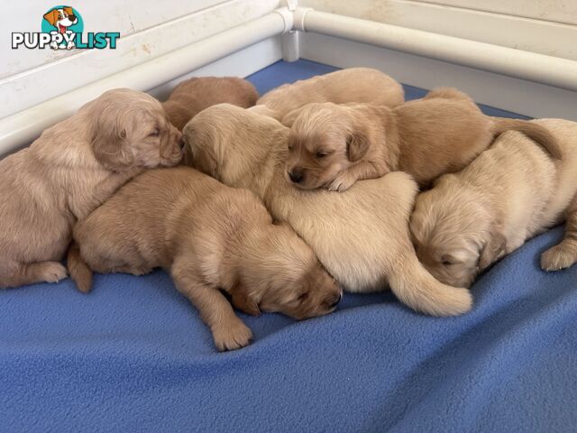 Purebred Golden Retrievers