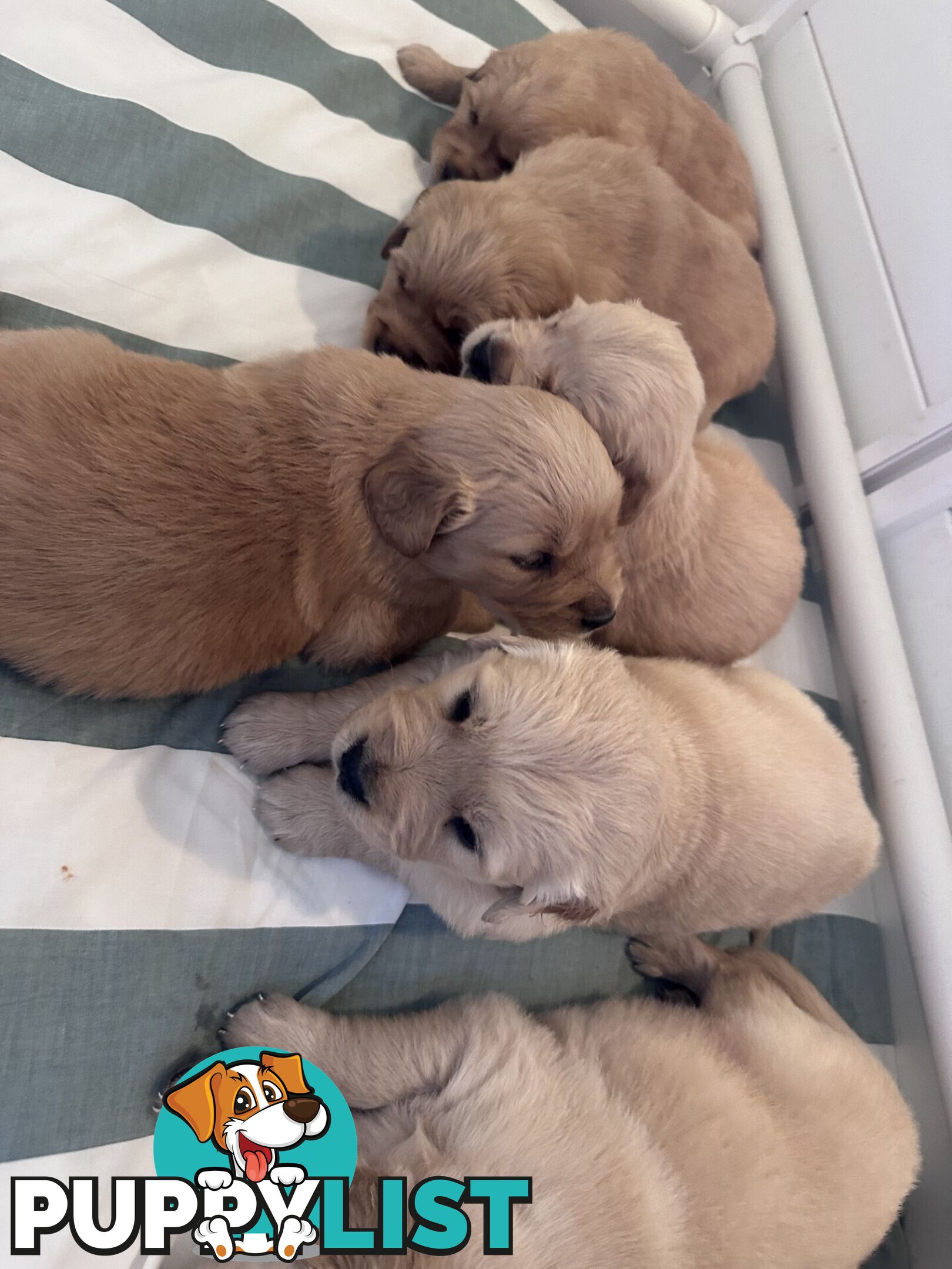 Purebred Golden Retrievers