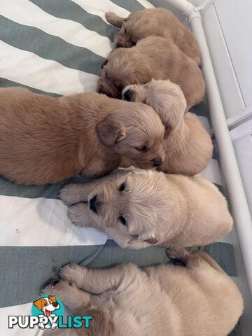 Purebred Golden Retrievers