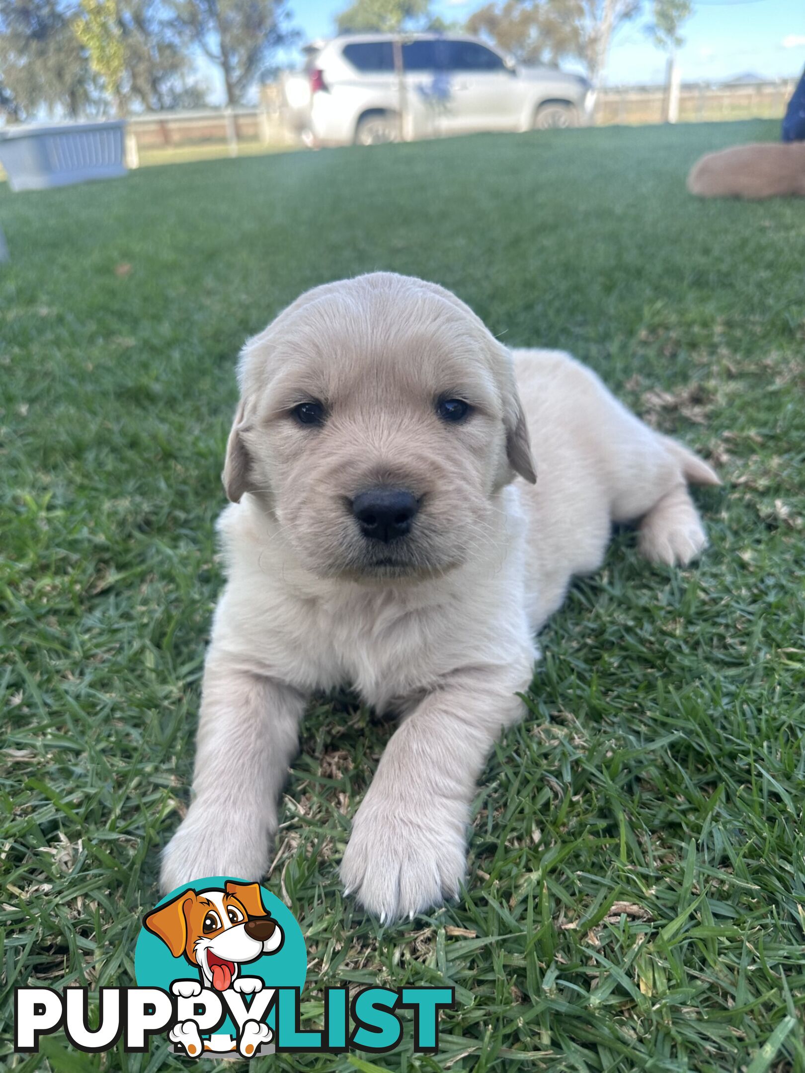 Purebred Golden Retrievers