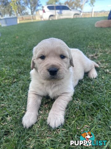 Purebred Golden Retrievers