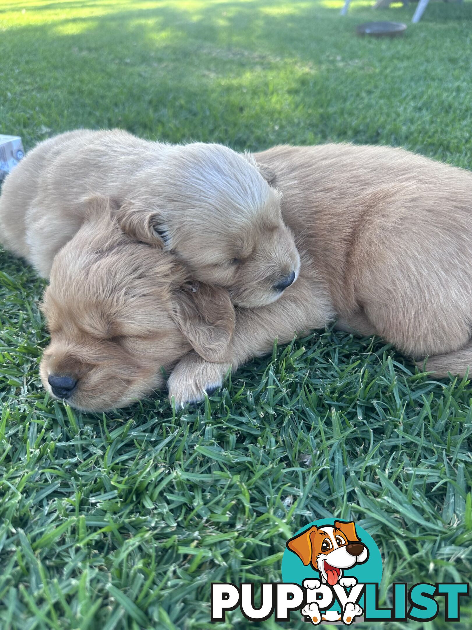 Purebred Golden Retrievers