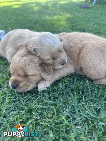 Purebred Golden Retrievers