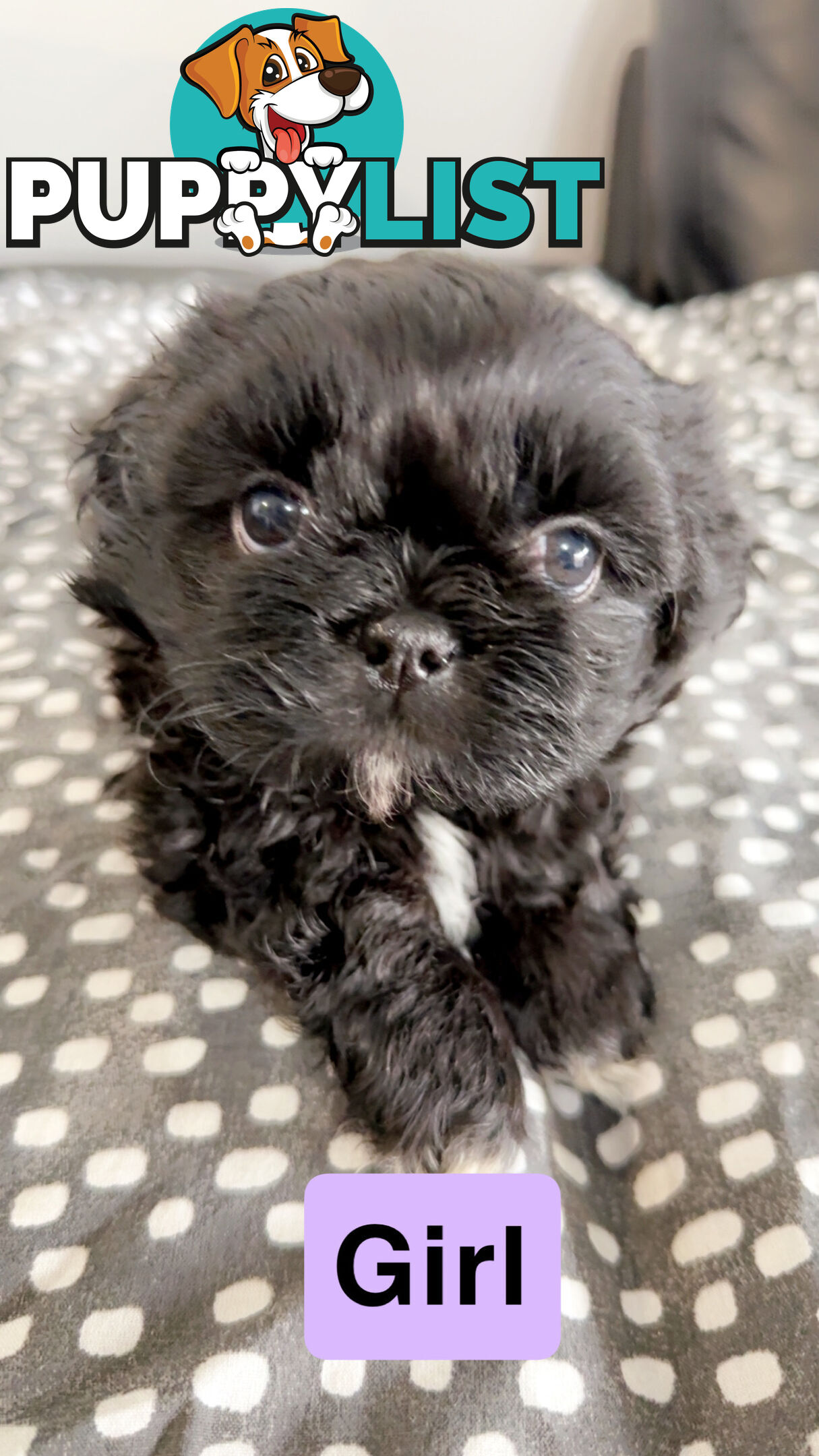 Maltese Shihtzus Adelaide (6 puppies)