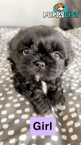 Maltese Shihtzus Adelaide (6 puppies)