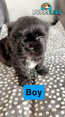 Maltese Shihtzus Adelaide (6 puppies)