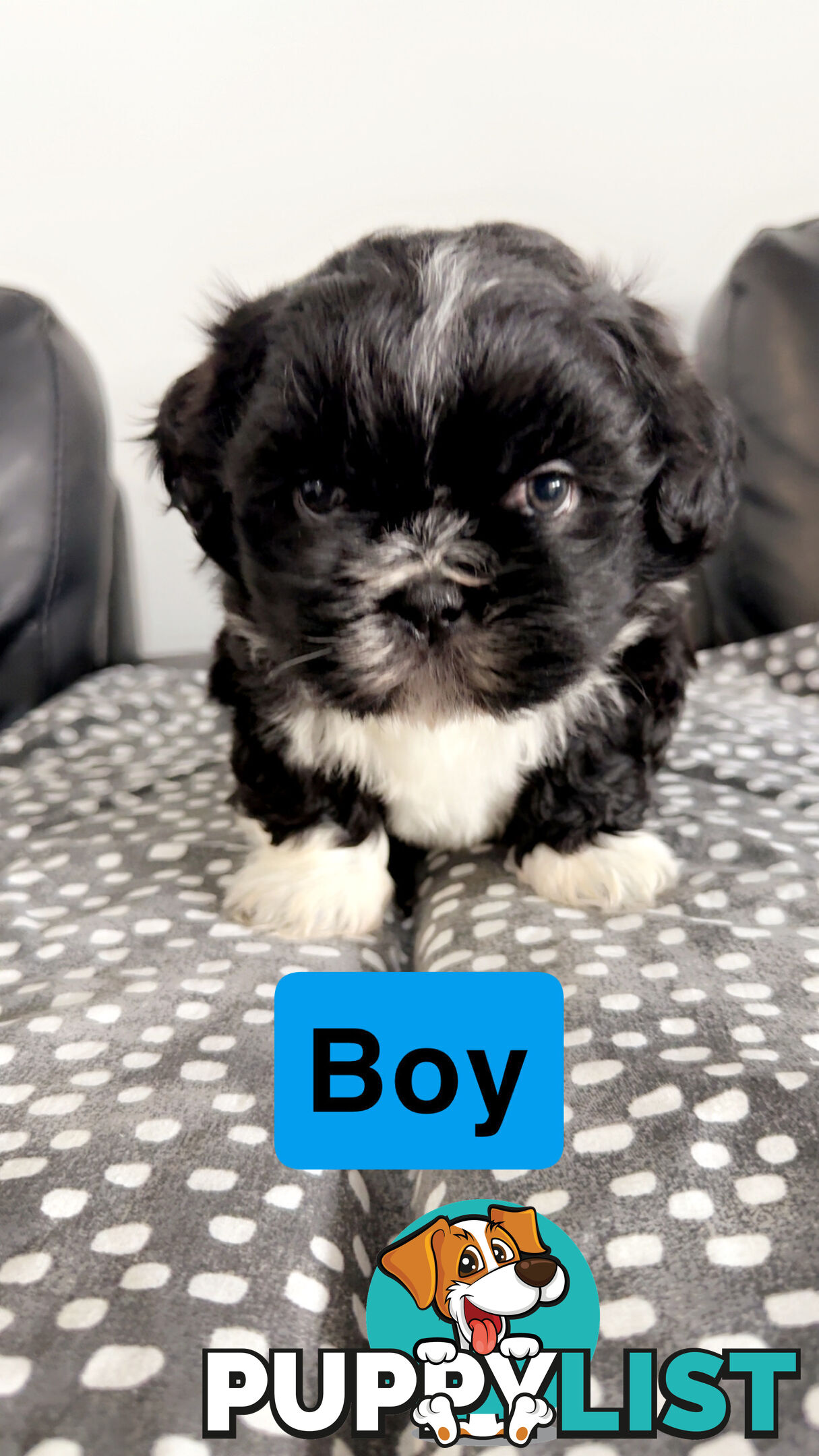 Maltese Shihtzus Adelaide (6 puppies)