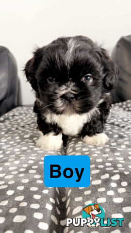 Maltese Shihtzus Adelaide (6 puppies)