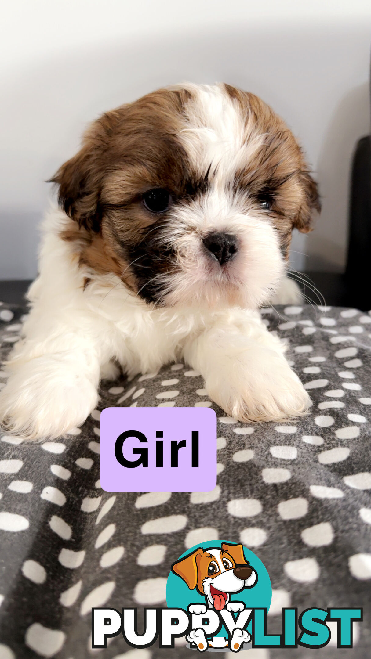 Maltese Shihtzus Adelaide (6 puppies)