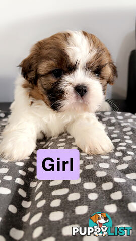 Maltese Shihtzus Adelaide (6 puppies)