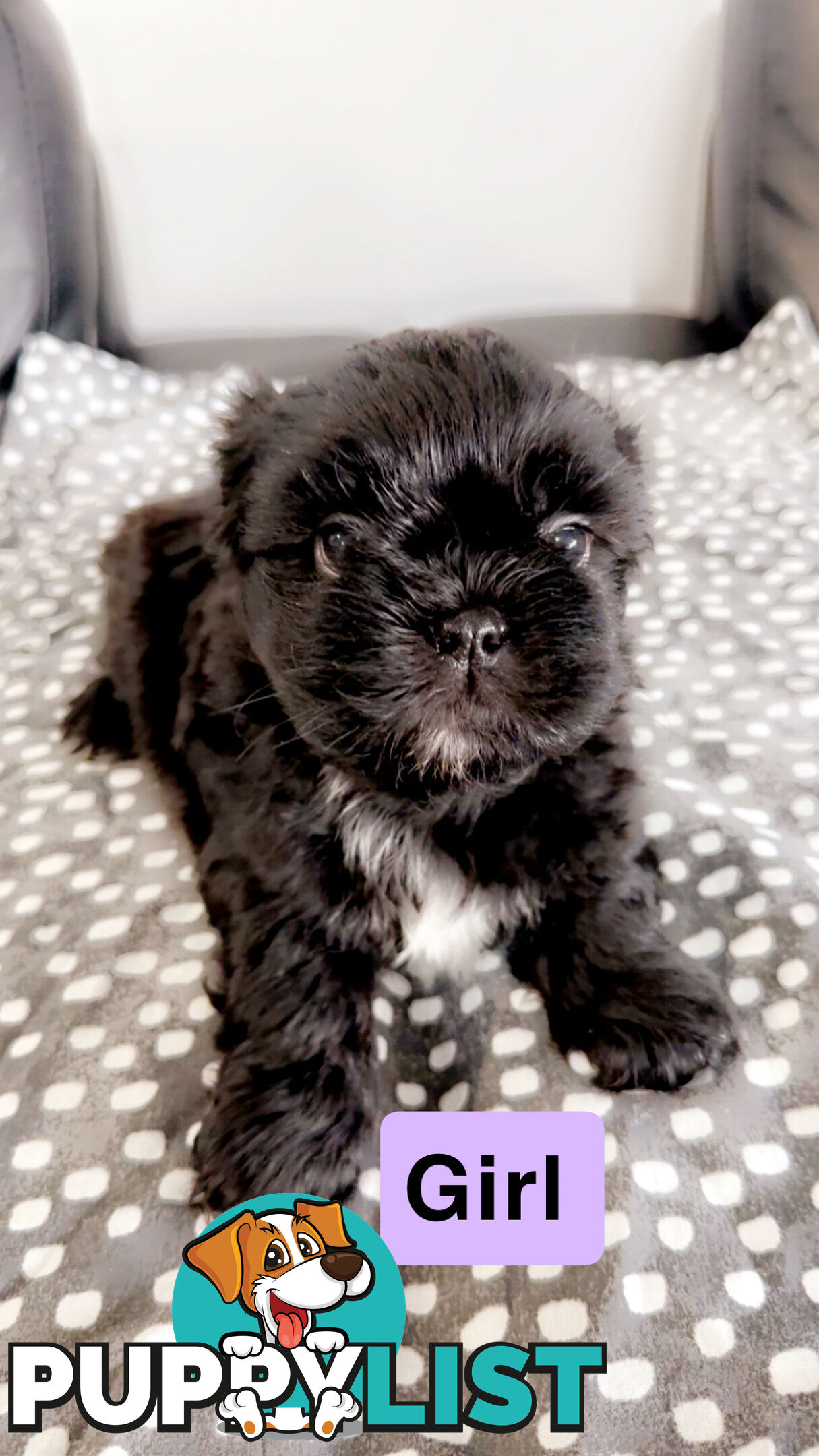 Maltese Shihtzus Adelaide (6 puppies)