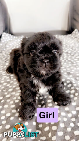 Maltese Shihtzus Adelaide (6 puppies)