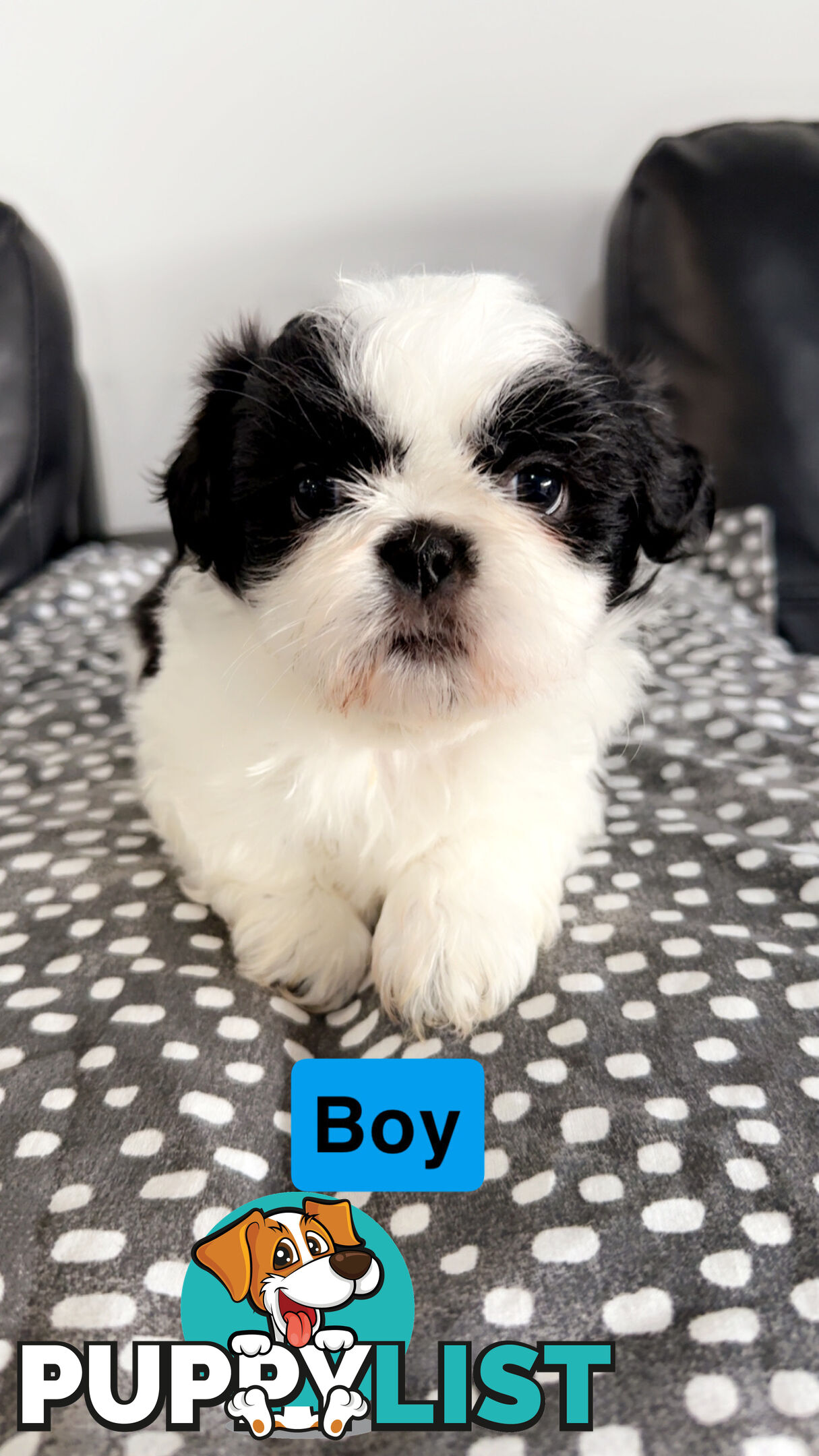 Maltese Shihtzus Adelaide (6 puppies)